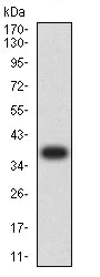 Western blot - Anti-CD272/BTLA antibody [4B12A7] (AB233809)
