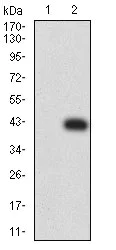 Western blot - Anti-CD272/BTLA antibody [4B12A7] (AB233809)