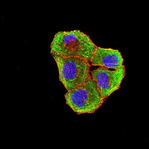 Immunocytochemistry/ Immunofluorescence - Anti-CD272/BTLA antibody [7B8B4] (AB233733)