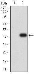 Western blot - Anti-CD272/BTLA antibody [7B8B4] (AB233733)