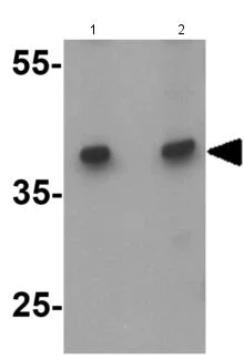 Western blot - Anti-CD272/BTLA antibody (AB181406)