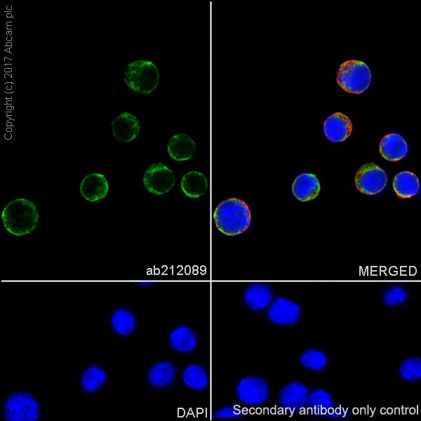Immunocytochemistry/ Immunofluorescence - Anti-CD272/BTLA antibody [EPR20539] - BSA and Azide free (AB224676)