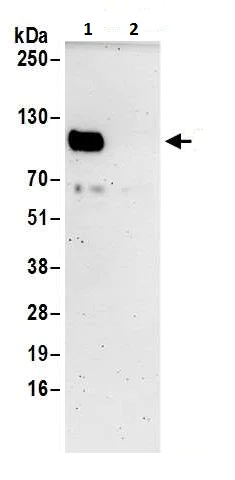 Immunoprecipitation - Anti-CD276 antibody (AB226256)