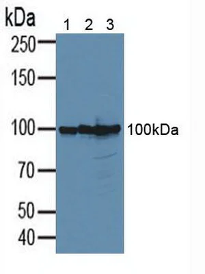 Western blot - Anti-CD276 antibody (AB232791)
