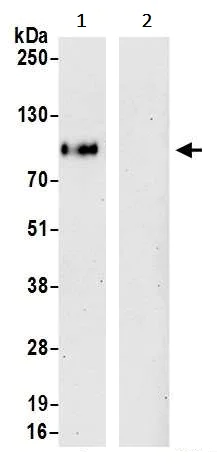 Immunoprecipitation - Anti-CD276 antibody [BLR025F] - BSA free (AB243882)