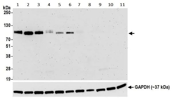 Western blot - Anti-CD276 antibody [BLR025F] - BSA free (AB243882)