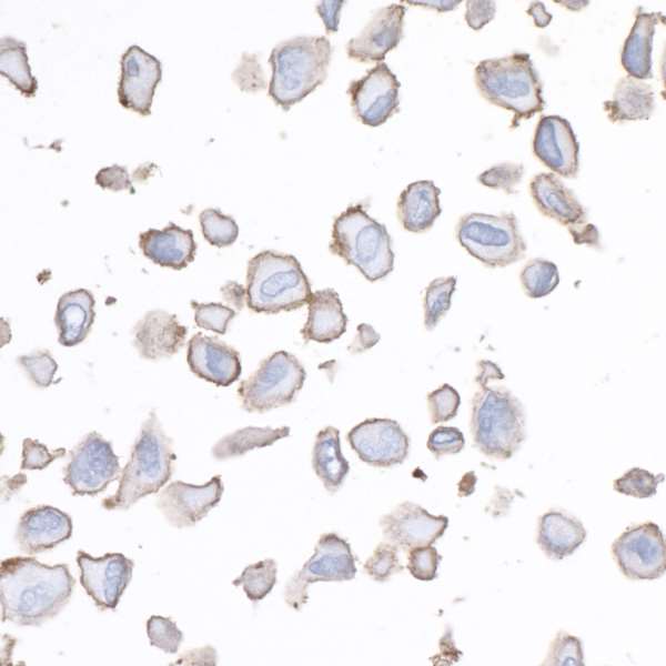Immunocytochemistry - Anti-CD276 antibody [BLR026F] - BSA free (AB243883)