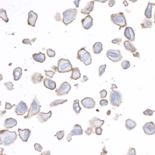 Immunocytochemistry - Anti-CD276 antibody [BLR026F] - BSA free (AB243883)