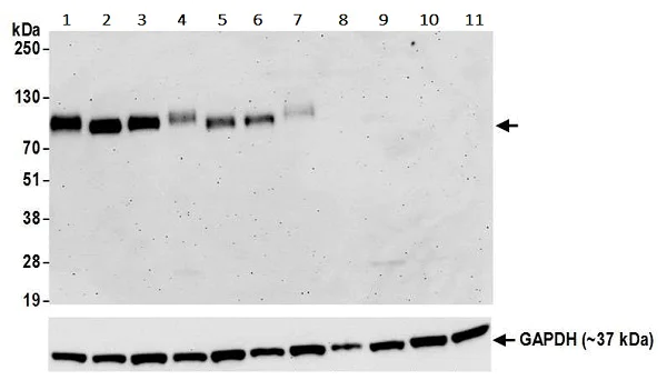 Western blot - Anti-CD276 antibody [BLR026F] - BSA free (AB243883)