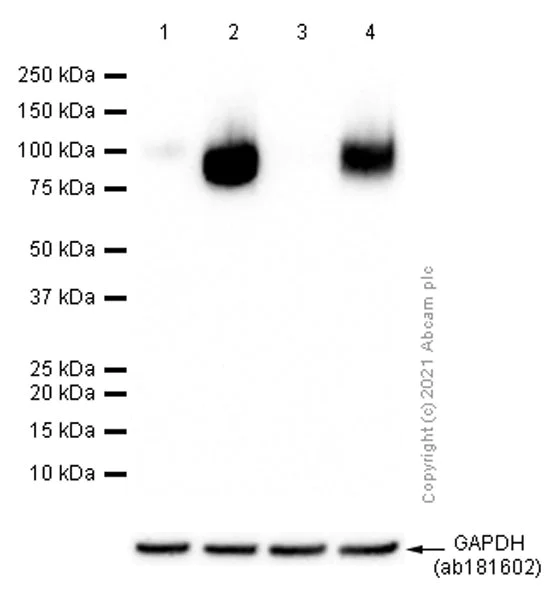 Western blot - Anti-CD276 antibody [EPNCIR122] (AB134161)