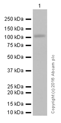 Western blot - Anti-CD276 antibody [EPNCIR122] (AB134161)