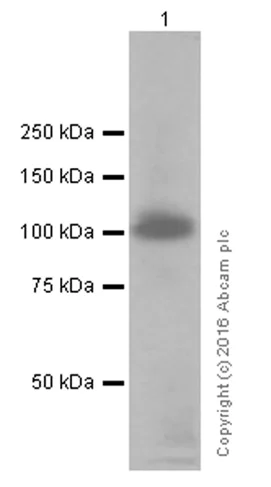 Western blot - Anti-CD276 antibody [EPNCIR122] (AB134161)