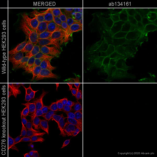 Immunocytochemistry/ Immunofluorescence - Anti-CD276 antibody [EPNCIR122] - BSA and Azide free (AB256585)