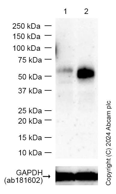 Western blot - Anti-CD276 antibody [EPNCIR122] - BSA and Azide free (AB256585)