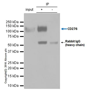 Immunoprecipitation - Anti-CD276 antibody [EPNCIR122] - Low endotoxin, Azide free (AB209895)