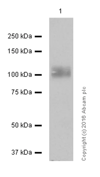 Western blot - Anti-CD276 antibody [EPNCIR122] - Low endotoxin, Azide free (AB209895)