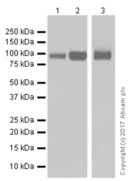 Western blot - Anti-CD276 antibody [EPR20115] (AB219648)