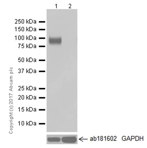 Western blot - Anti-CD276 antibody [EPR20115] (AB219648)