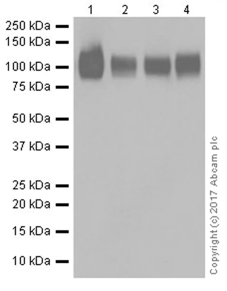 Western blot - Anti-CD276 antibody [EPR20115] (AB219648)