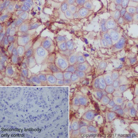 Immunohistochemistry (Formalin/PFA-fixed paraffin-embedded sections) - Anti-CD276 antibody [EPR20115] - BSA and Azide free (AB227577)