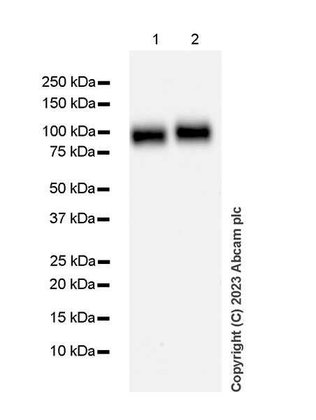 Western blot - Anti-CD276 antibody [RM2041] (AB315907), expandable thumbnail