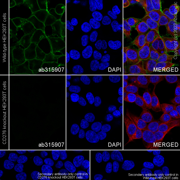 Immunocytochemistry/ Immunofluorescence - Anti-CD276 antibody [RM2041] - BSA and Azide free (AB315908), expandable thumbnail
