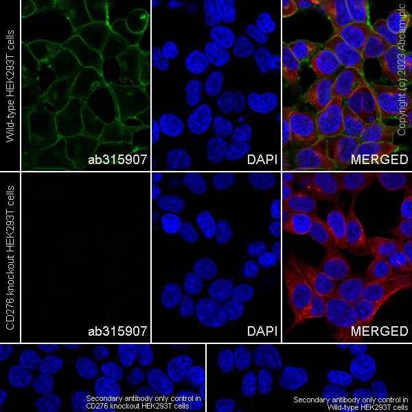 Immunocytochemistry/ Immunofluorescence - Anti-CD276 antibody [RM2041] - BSA and Azide free (AB315908)