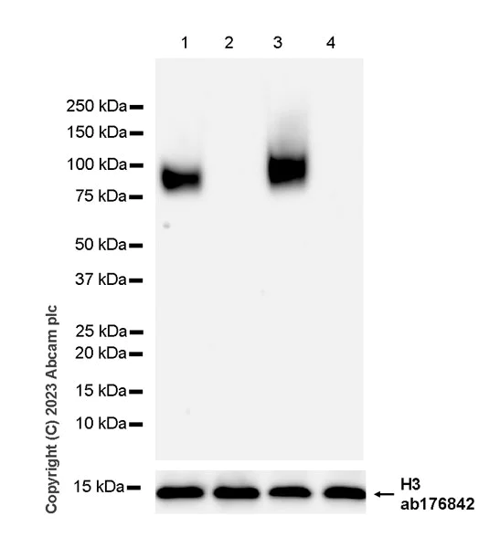 Western blot - Anti-CD276 antibody [RM2041] - BSA and Azide free (AB315908)