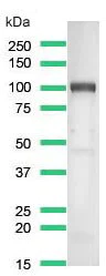 Western blot - Anti-CD276 antibody [SP206] - BSA and Azide free (AB240407)