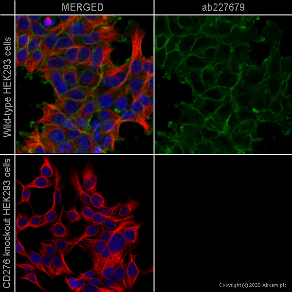 Immunocytochemistry/ Immunofluorescence - Anti-CD276 antibody [SP265] - BSA and Azide free (AB272011), expandable thumbnail