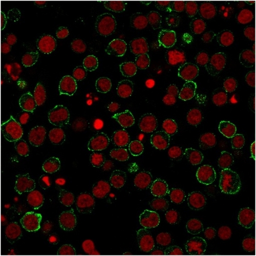 Immunocytochemistry/ Immunofluorescence - Anti-CD28 antibody [CB28] (AB193350), expandable thumbnail