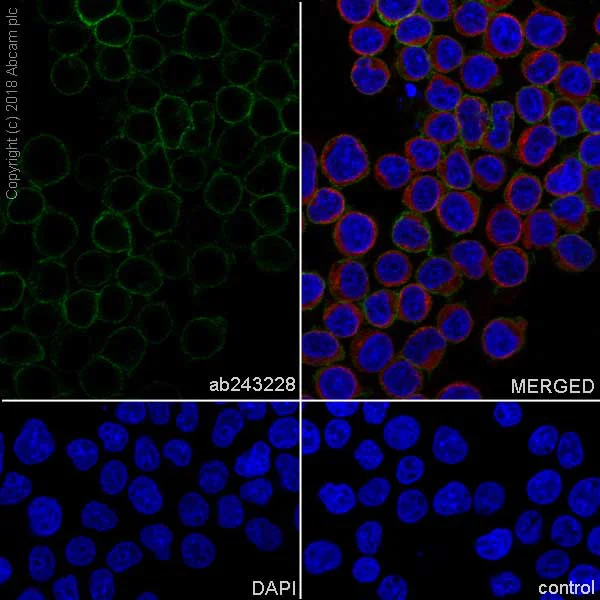 Immunocytochemistry/ Immunofluorescence - Anti-CD28 antibody [EPR22076] (AB243228)