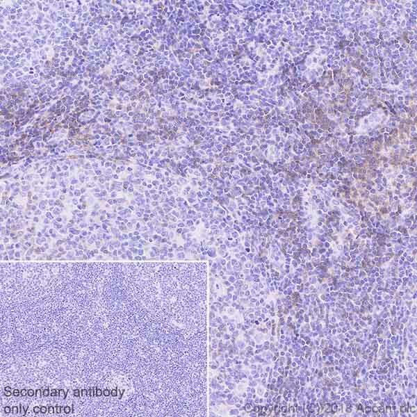 Immunohistochemistry (Formalin/PFA-fixed paraffin-embedded sections) - Anti-CD28 antibody [EPR22076] (AB243228), expandable thumbnail