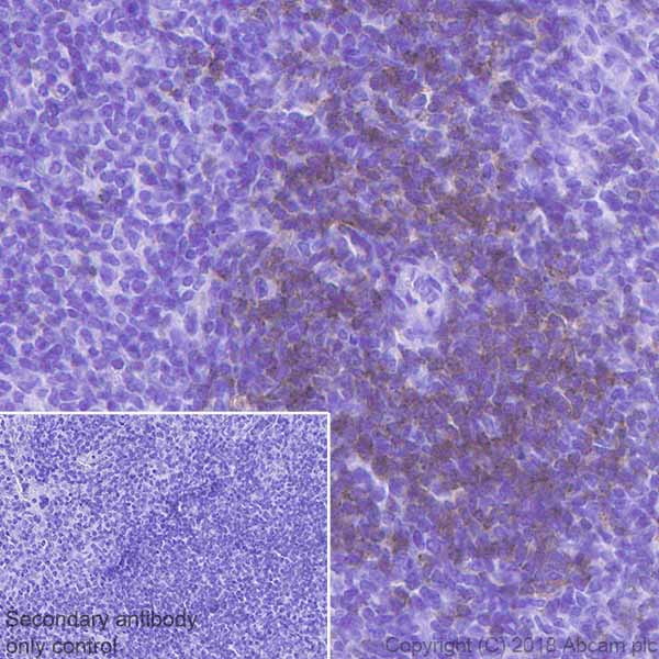Immunohistochemistry (Formalin/PFA-fixed paraffin-embedded sections) - Anti-CD28 antibody [EPR22076] (AB243228), expandable thumbnail