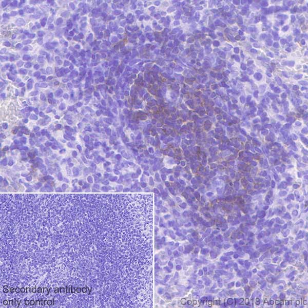 Immunohistochemistry (Formalin/PFA-fixed paraffin-embedded sections) - Anti-CD28 antibody [EPR22076] (AB243228), expandable thumbnail