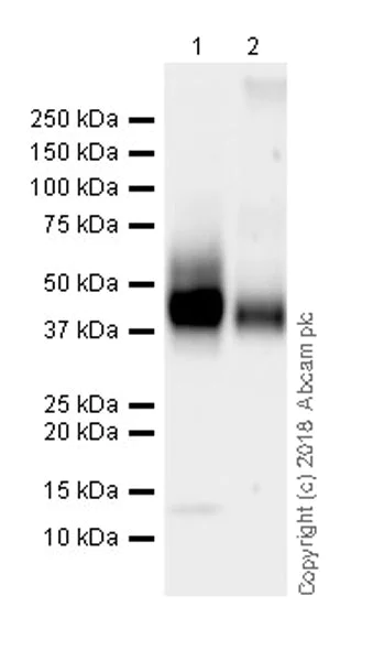 Western blot - Anti-CD28 antibody [EPR22076] (AB243228)