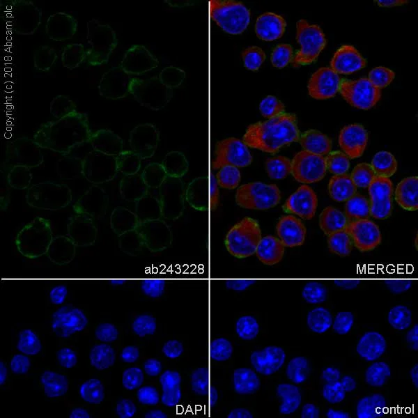 Immunocytochemistry/ Immunofluorescence - Anti-CD28 antibody [EPR22076] - BSA and Azide free (AB243557)