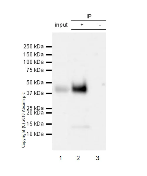 Immunoprecipitation - Anti-CD28 antibody [EPR22076] - BSA and Azide free (AB243557)