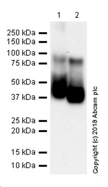 Western blot - Anti-CD28 antibody [EPR22311-17] (AB242124)