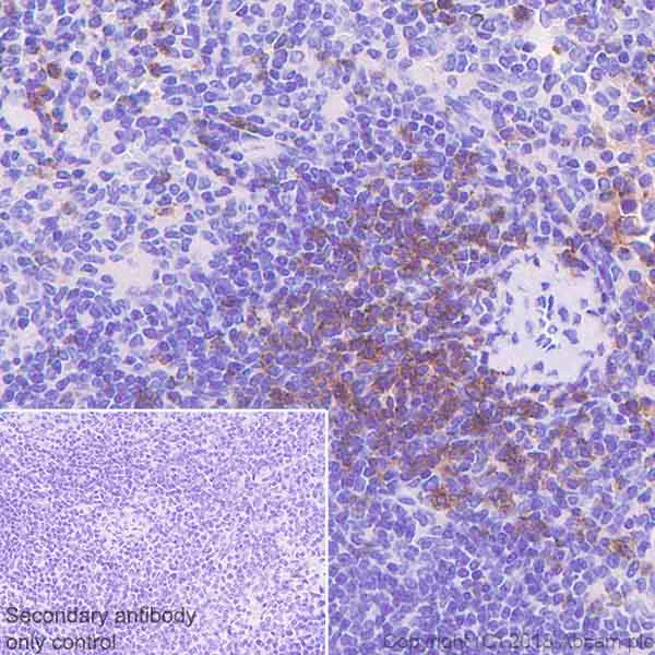 Immunohistochemistry (Formalin/PFA-fixed paraffin-embedded sections) - Anti-CD28 antibody [EPR22311-17] - BSA and Azide free (AB242154)