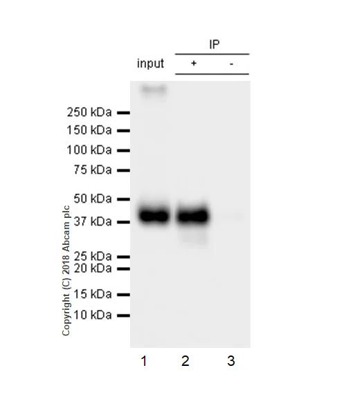 Immunoprecipitation - Anti-CD28 antibody [EPR22311-17] - BSA and Azide free (AB242154)