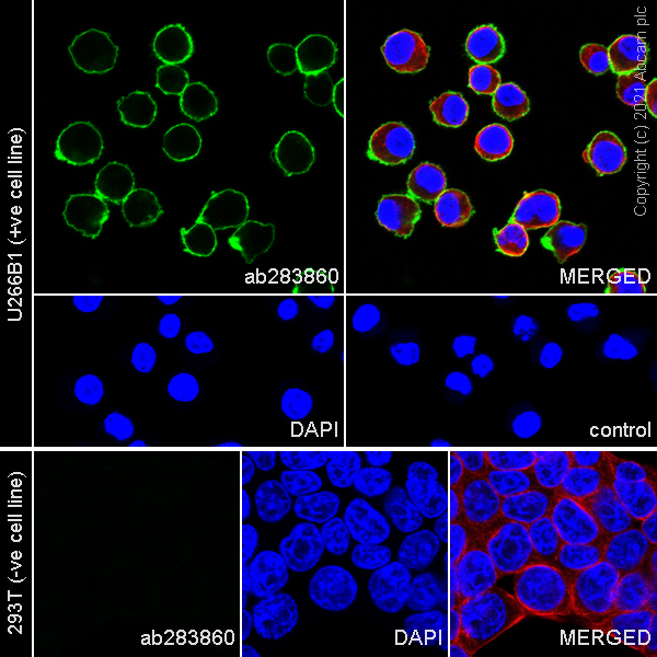 Immunocytochemistry/ Immunofluorescence - Anti-CD28 antibody [EPR24592-5] (AB283860), expandable thumbnail