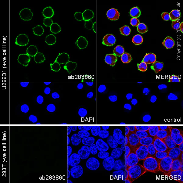 Immunocytochemistry/ Immunofluorescence - Anti-CD28 antibody [EPR24592-5] (AB283860)