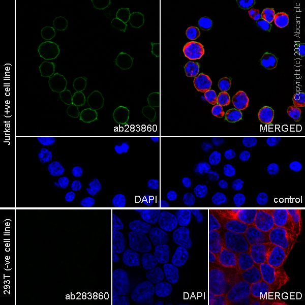 Immunocytochemistry/ Immunofluorescence - Anti-CD28 antibody [EPR24592-5] (ab283860), expandable thumbnail