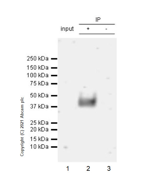 Immunoprecipitation - Anti-CD28 antibody [EPR24592-5] (AB283860), expandable thumbnail