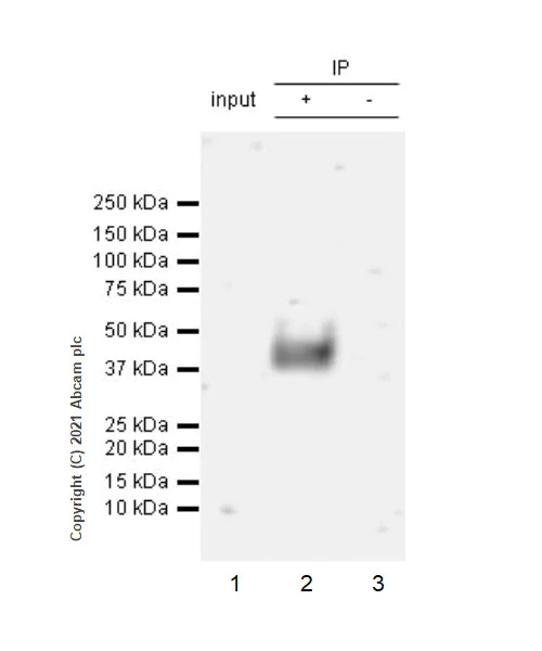 Immunoprecipitation - Anti-CD28 antibody [EPR24592-5] (AB283860)
