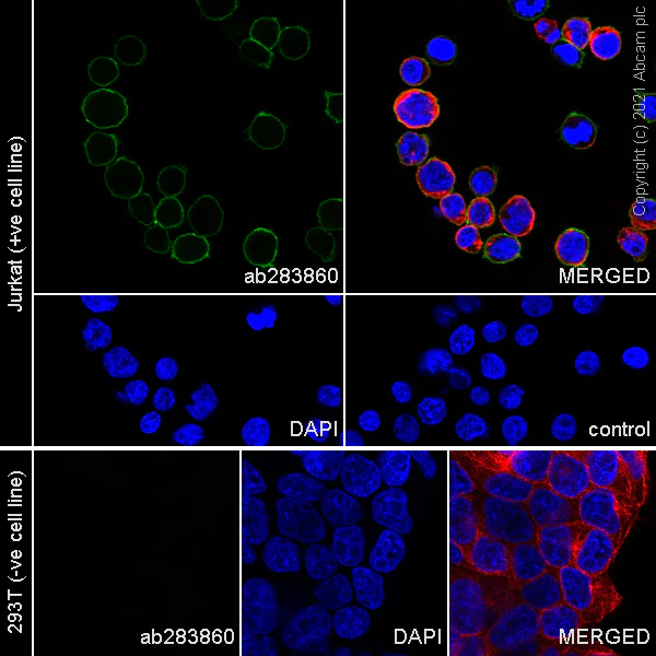 Immunocytochemistry/ Immunofluorescence - Anti-CD28 antibody [EPR24592-5] - BSA and Azide free (AB283861)