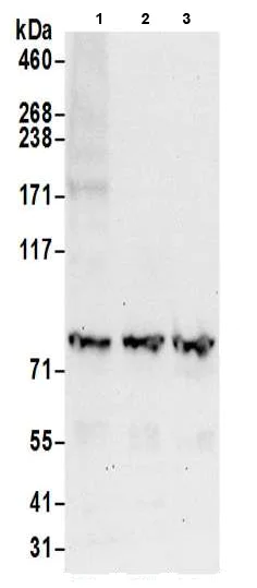 Western blot - Anti-CD2AP antibody (AB205017)
