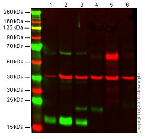 Western blot - Anti-CD3 antibody (AB16044), expandable thumbnail