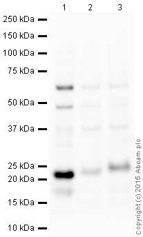 Western blot - Anti-CD3 antibody (AB16044), expandable thumbnail
